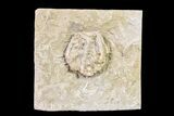 Fossil Crinoid - Keokuk Formation, Missouri #157253-3